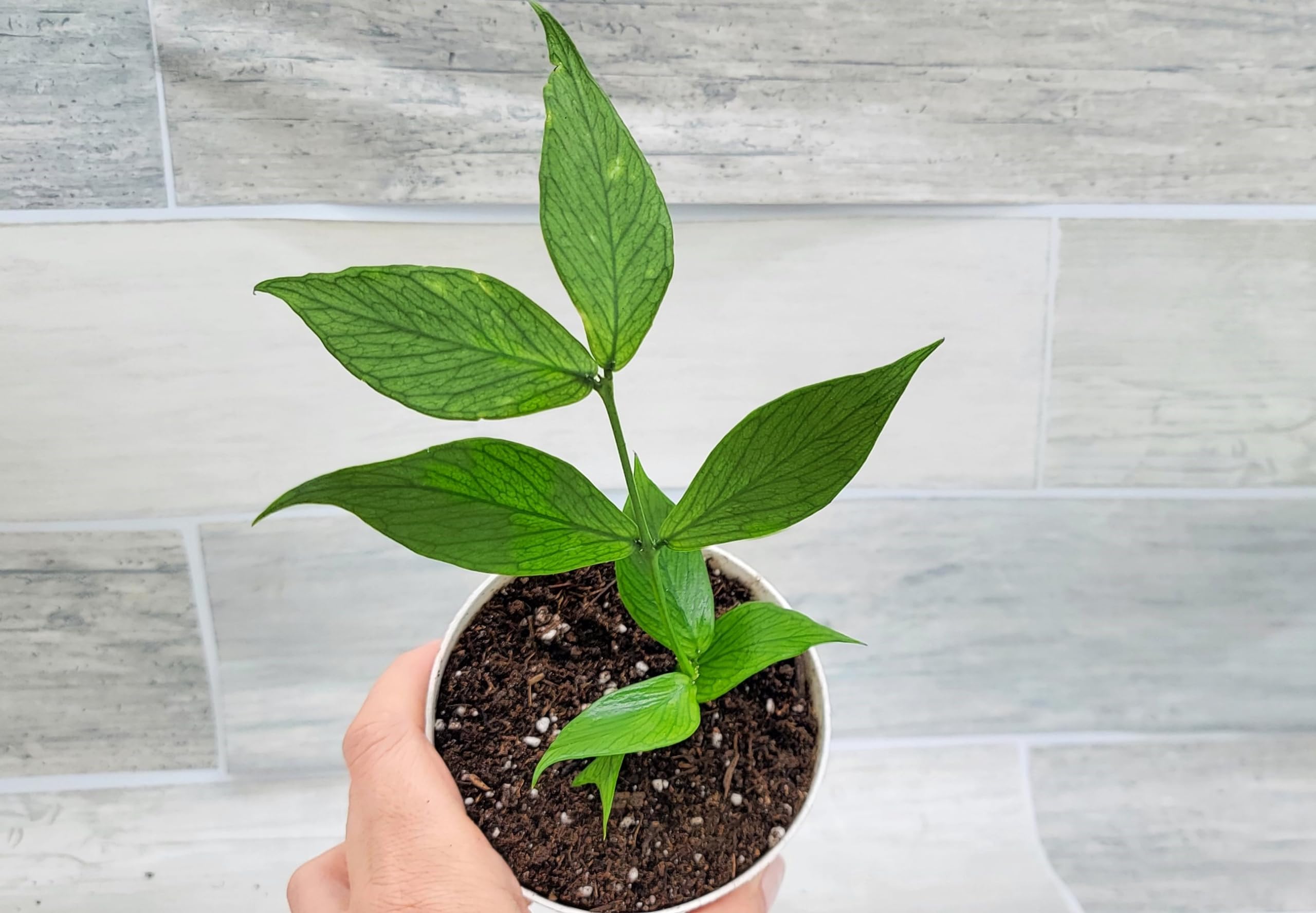 Amazon.com : Hoya polyneura (Fishtail Hoya) – Rare Exotic Wax